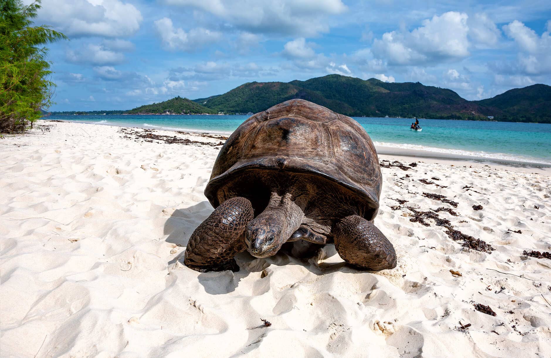 Illustration circuit : Seychelles Illustration circuit : Seychelles