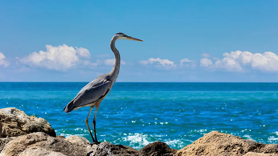 Illustration circuit : Floride extension Bahamas Illustration circuit : Floride extension Bahamas