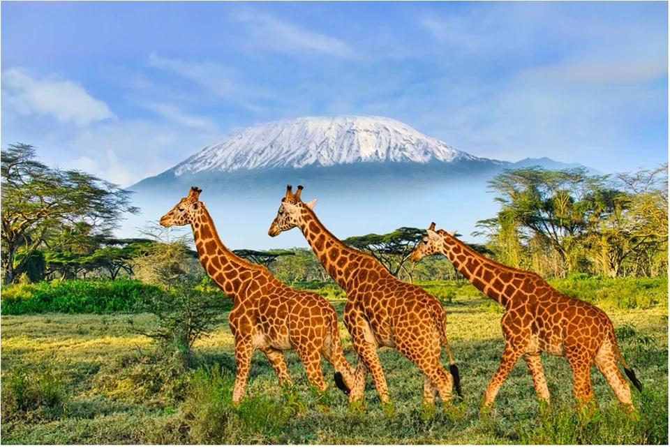 Kenya Kenya